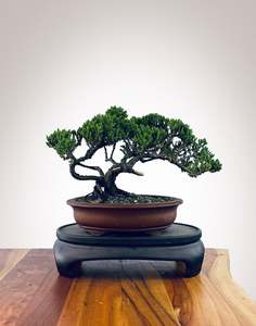 Japanese Juniper (JJ2510035)