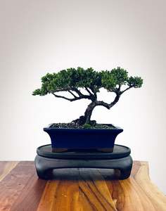 Japanese Juniper (JJ2510034)