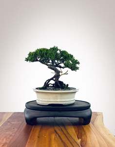 Japanese Juniper (JJ2510033)