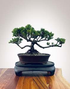Japanese Juniper (JJ2510031)