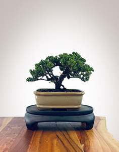 Japanese Juniper (JJ2510028)