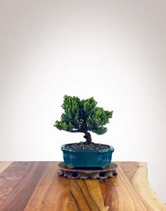 Japanese Juniper (JJ2510024)