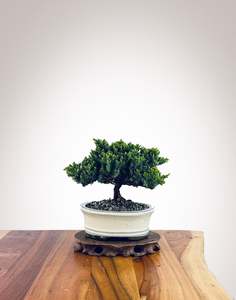 Japanese Juniper (JJ2510023)