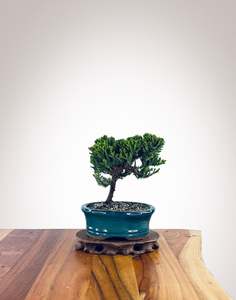 Japanese Juniper (JJ2510016)