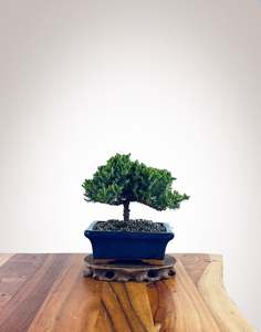 Japanese Juniper (JJ2510015)