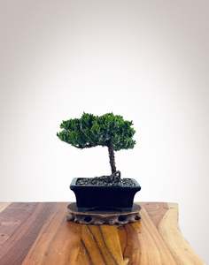 Japanese Juniper (JJ2510014)