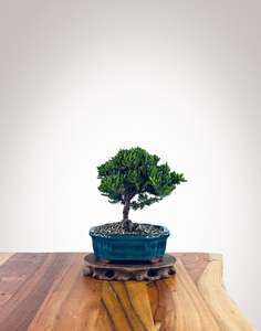 Japanese Juniper (JJ2510013)