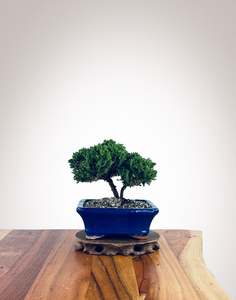 Japanese Juniper (JJ2510006)