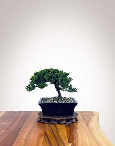 Japanese Juniper (JJ2510002)