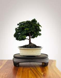 Japanese Cypress (HC2511010)