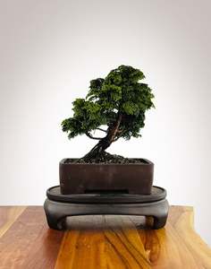 Japanese Cypress (HC2511009)