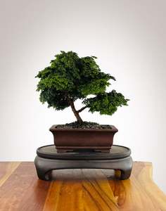 Japanese Cypress (HC2511008)