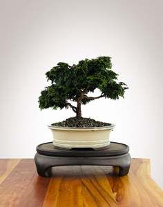 Japanese Cypress (HC2511006)