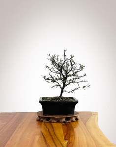 Corokia Nz Native: Corokia 2025X025