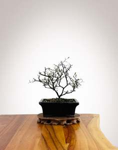 Corokia Nz Native: Corokia 2025X024