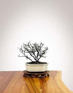 Corokia Nz Native: Corokia 2025X023