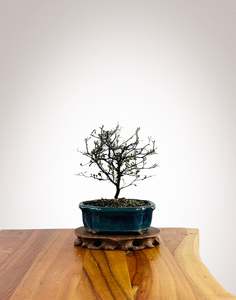 Corokia Nz Native: Corokia 2025X022