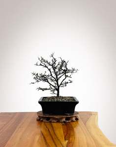 Corokia Nz Native: Corokia 2025X018