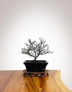 Corokia Nz Native: Corokia 2025X016