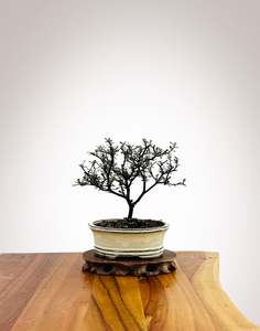 Corokia Nz Native: Corokia 2025X015