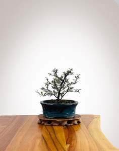 Corokia Nz Native: Corokia 2025X012