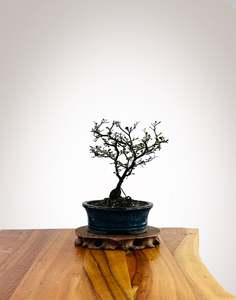 Corokia Nz Native: Corokia 2025X011