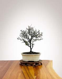 Corokia Nz Native: Corokia 2025X010