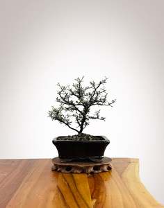 Corokia Nz Native: Corokia 2025X008