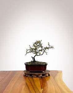 Corokia Nz Native: Corokia 2025X004