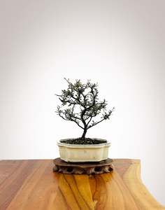 Corokia Nz Native: Corokia 2025X003