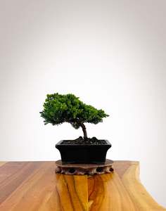 Japanese Juniper 2025X034