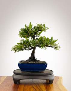 Firethorn (FT2511006)