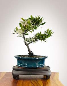 Firethorn (FT2511004)