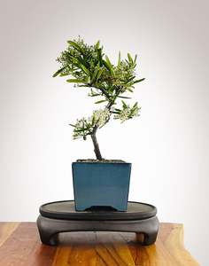 Firethorn (FT2511003)