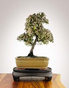 Firethorn (FT2511002)