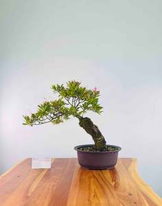 Exposed Roots Azalea