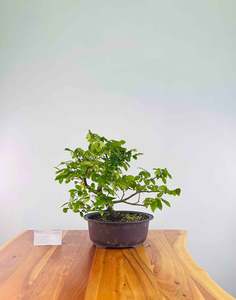 Selling On Behalf: Zelkova