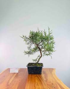 Selling On Behalf: Himalayan Cypress