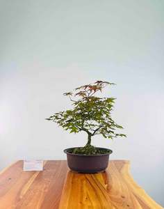 Selling On Behalf: Japanese Red Maple