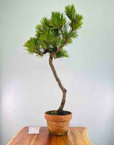 Selling On Behalf: Golden Radiata Pine (Pre-Shaped)