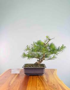 Selling On Behalf: Scots Pine (Pre-Shaped)