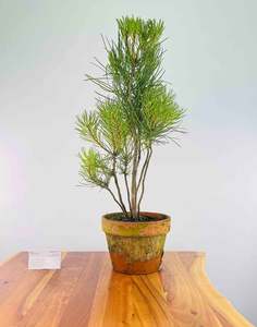 Pine (Clump Style)