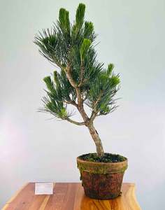 Japanese Black Pine (Pre-Developed)
