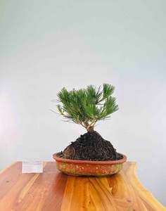 Japanese Black Pine (Pre-Developed)