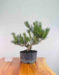 Japanese Black Pine (Pre-Developed)