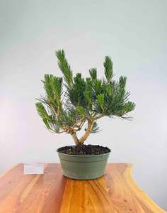 Japanese Black Pine (Pre-Developed)