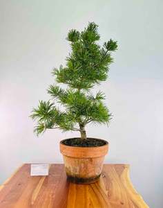 Japanese White Pine (Pre-Developed)