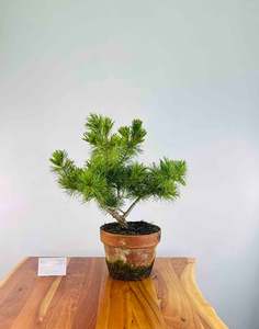 Japanese White Pine (Pre-Developed)