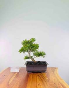 Japanese White Pine (Pre-Developed)