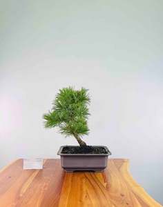 Japanese White Pine (Pre-Developed)